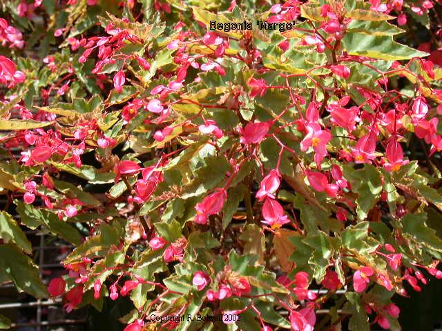 B. ‘Margo’
